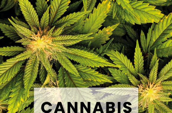 cannabis portada